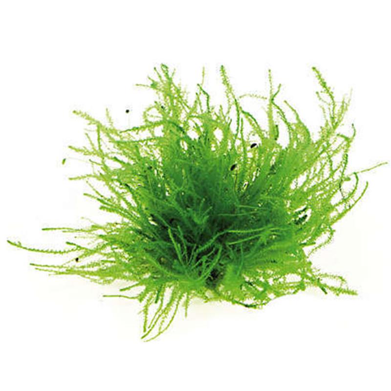 Dennerle Vesicularia sp. Triangle moss - imagine 4